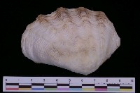 藏品(長硨磲蛤)的圖片